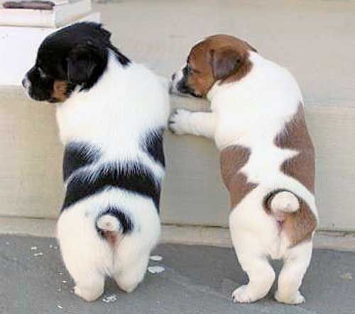 wonderful Male and Femal jack russell Puppies For Your Family Image eClassifieds4u