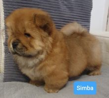 Chow Chow Puppies Available Now.Text (760) 452-1721 for more info and new pics..