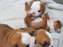 English Bulldog Puppies available Now.Text (760) 452-1721 for more info and new pics..