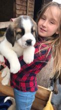 Male and Female Saint Bernard Puppies.Text (760) 452-1721 for more info and new pics..