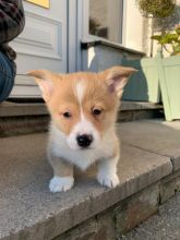 Welsh Pembroke Corgi Puppies Ready.Text (760) 452-1721 for more info and new pics..