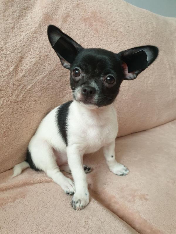 Apple Face Chihuahua Puppies.Text (760) 452-1721 for more info and new pics.. Image eClassifieds4u