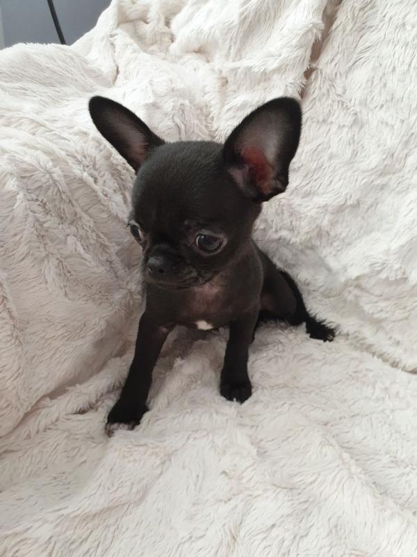 Apple Face Chihuahua Puppies.Text (760) 452-1721 for more info and new pics.. Image eClassifieds4u