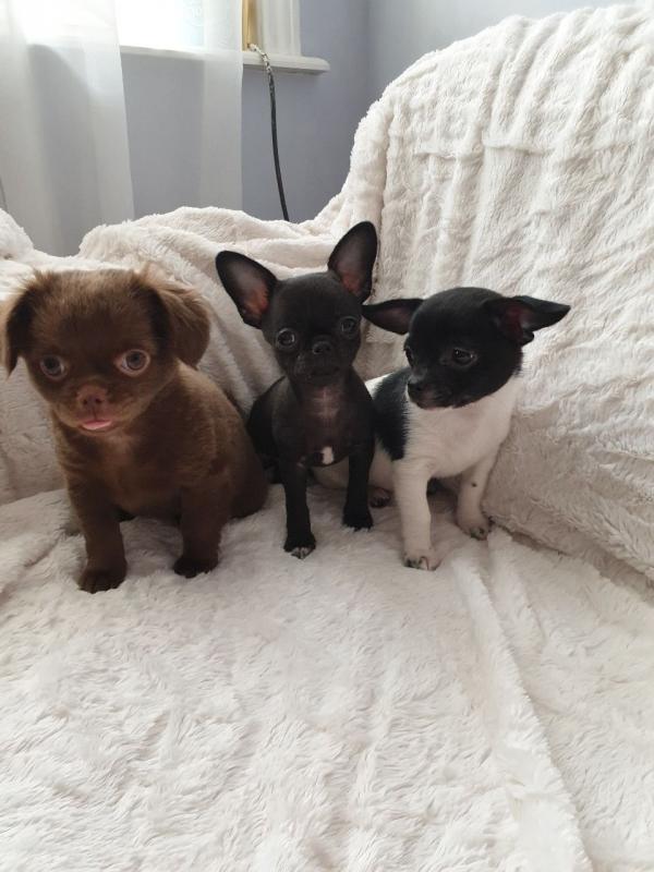 Apple Face Chihuahua Puppies.Text (760) 452-1721 for more info and new pics.. Image eClassifieds4u