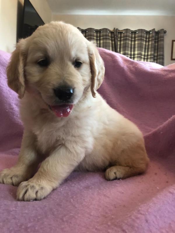 Best Golden Retriever Puppies ready now.Text (760) 452-1721 for more info and new pics.. Image eClassifieds4u