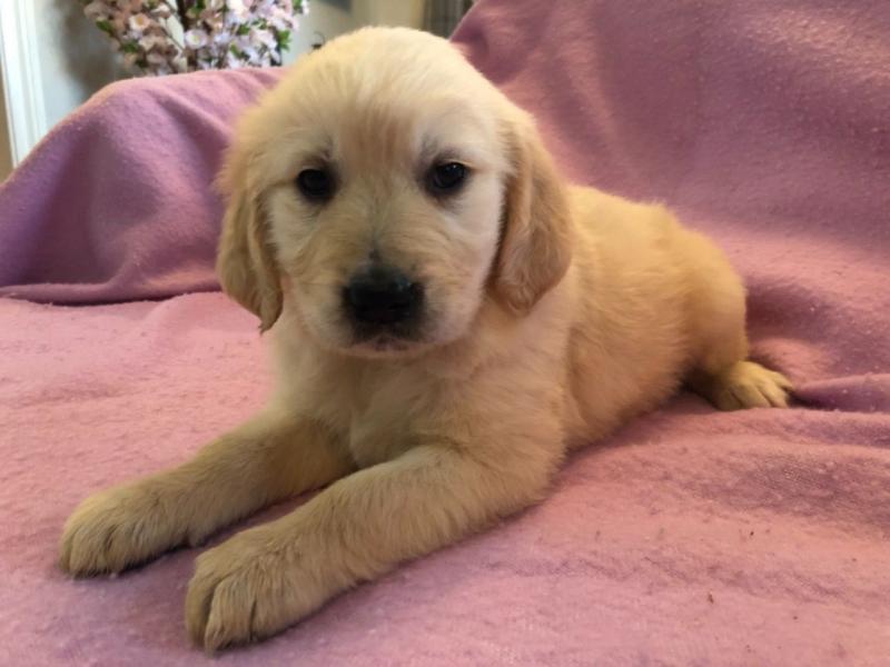 Best Golden Retriever Puppies ready now.Text (760) 452-1721 for more info and new pics.. Image eClassifieds4u