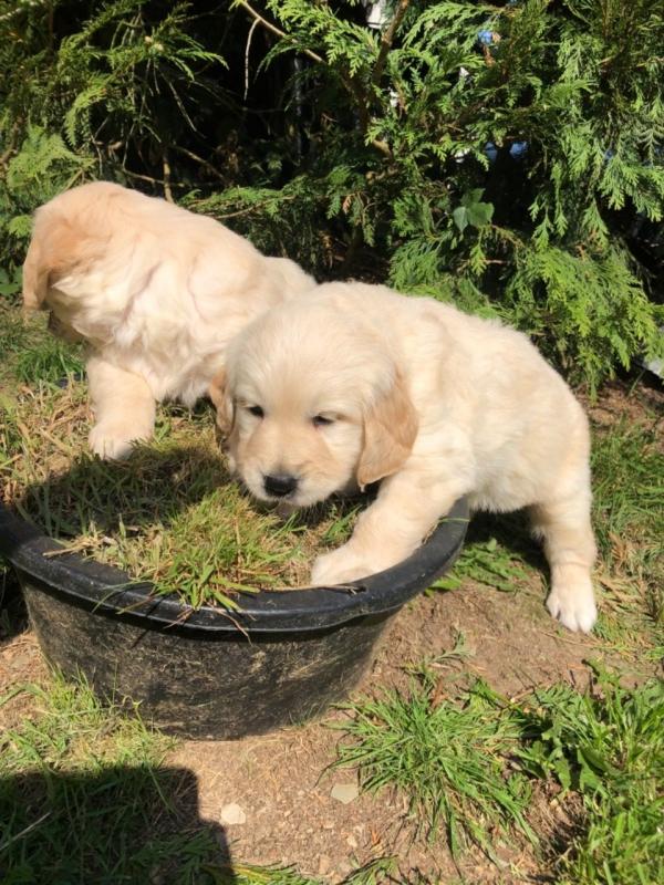 Best Golden Retriever Puppies ready now.Text (760) 452-1721 for more info and new pics.. Image eClassifieds4u