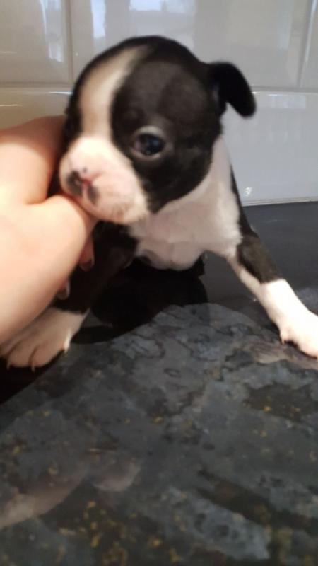 Boston Terrier Puppies Ready.Text (760) 452-1721 for more info and new pics.. Image eClassifieds4u