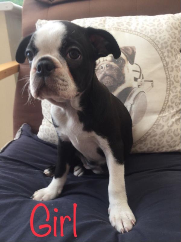 Boston Terrier Puppies Ready.Text (760) 452-1721 for more info and new pics.. Image eClassifieds4u
