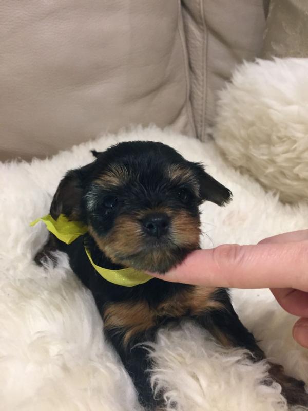 Calm Teacup Yorkie Puppies Available Now.Text (760) 452-1721 for more info and new pics.. Image eClassifieds4u
