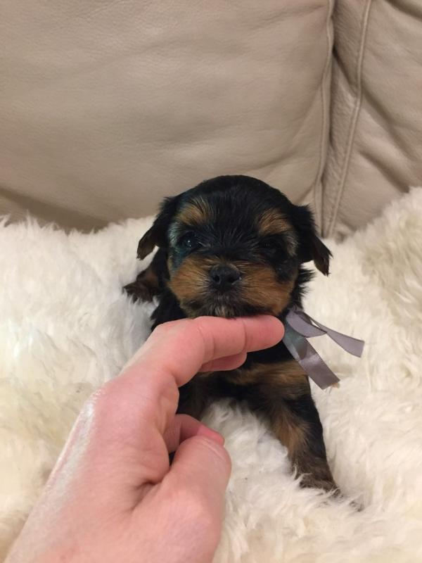 Calm Teacup Yorkie Puppies Available Now.Text (760) 452-1721 for more info and new pics.. Image eClassifieds4u