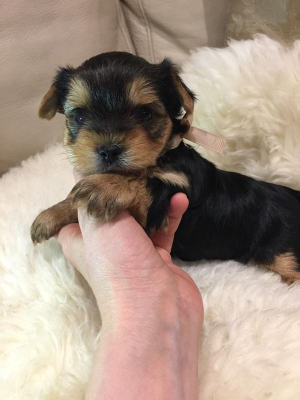 Calm Teacup Yorkie Puppies Available Now.Text (760) 452-1721 for more info and new pics.. Image eClassifieds4u