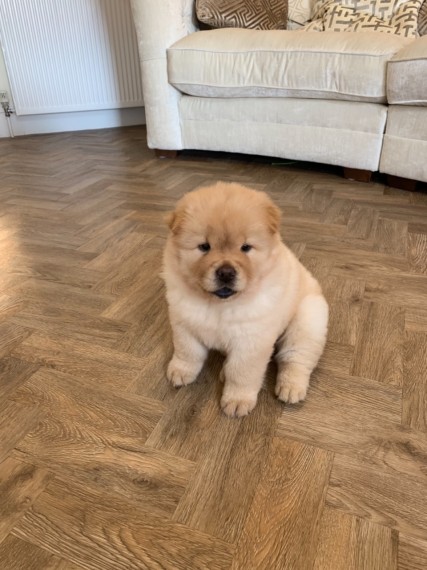 Chow Chow Puppies Available Now.Text (760) 452-1721 for more info and new pics.. Image eClassifieds4u