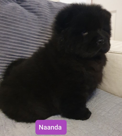 Chow Chow Puppies Available Now.Text (760) 452-1721 for more info and new pics.. Image eClassifieds4u