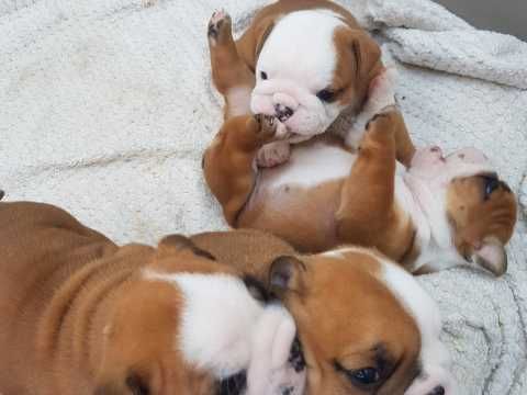 English Bulldog Puppies available Now.Text (760) 452-1721 for more info and new pics.. Image eClassifieds4u