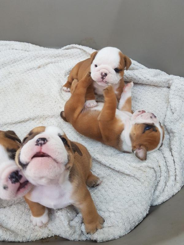 English Bulldog Puppies available Now.Text (760) 452-1721 for more info and new pics.. Image eClassifieds4u