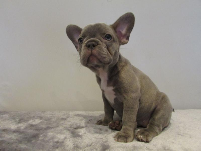 Good Looking French Bulldog Puppies.Text (760) 452-1721 for more info and new pics.. Image eClassifieds4u
