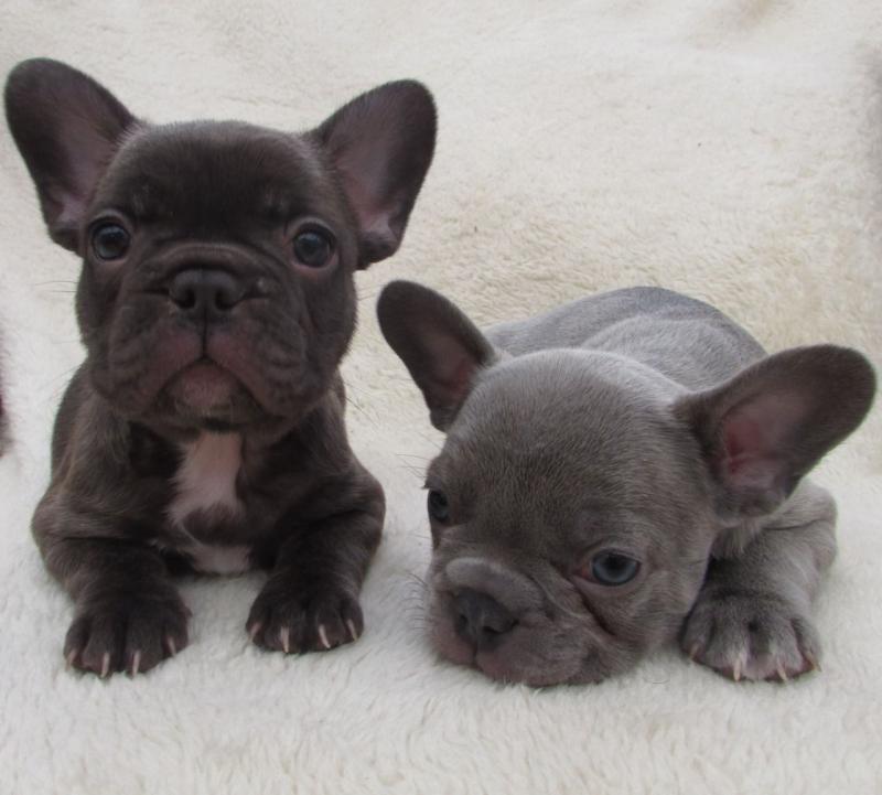 Good Looking French Bulldog Puppies.Text (760) 452-1721 for more info and new pics.. Image eClassifieds4u