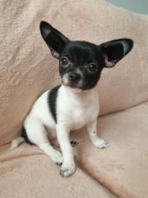 Apple Face Chihuahua Puppies.Text (760) 452-1721 for more info and new pics.. Image eClassifieds4u 3