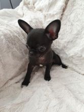 Apple Face Chihuahua Puppies.Text (760) 452-1721 for more info and new pics.. Image eClassifieds4u 2