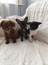 Apple Face Chihuahua Puppies.Text (760) 452-1721 for more info and new pics.. Image eClassifieds4u 1