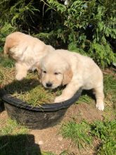 Best Golden Retriever Puppies ready now.Text (760) 452-1721 for more info and new pics.. Image eClassifieds4u 3