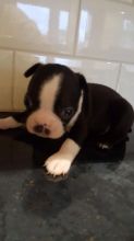 Boston Terrier Puppies Ready.Text (760) 452-1721 for more info and new pics.. Image eClassifieds4u 1