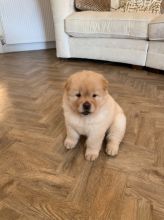 Chow Chow Puppies Available Now.Text (760) 452-1721 for more info and new pics.. Image eClassifieds4u 3