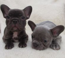 Good Looking French Bulldog Puppies.Text (760) 452-1721 for more info and new pics.. Image eClassifieds4u 4