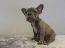 Good Looking French Bulldog Puppies.Text (760) 452-1721 for more info and new pics.. Image eClassifieds4u 3