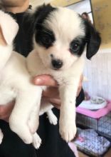 Jack Russell Puppies available.Text (760) 452-1721 for more info and new pics.. Image eClassifieds4u 3