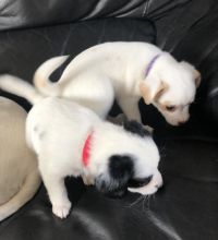 Jack Russell Puppies available.Text (760) 452-1721 for more info and new pics.. Image eClassifieds4u 2