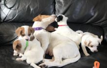 Jack Russell Puppies available.Text (760) 452-1721 for more info and new pics.. Image eClassifieds4u 1