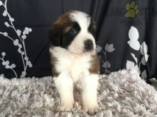 Male and Female Saint Bernard Puppies.Text (760) 452-1721 for more info and new pics.. Image eClassifieds4u 3