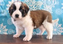 Male and Female Saint Bernard Puppies.Text (760) 452-1721 for more info and new pics.. Image eClassifieds4u 2