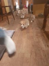 Welsh Pembroke Corgi Puppies Ready.Text (760) 452-1721 for more info and new pics.. Image eClassifieds4u 2