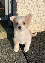 Welsh Pembroke Corgi Puppies Ready.Text (760) 452-1721 for more info and new pics.. Image eClassifieds4u 3