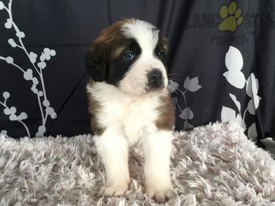Male and Female Saint Bernard Puppies.Text (760) 452-1721 for more info and new pics.. Image eClassifieds4u