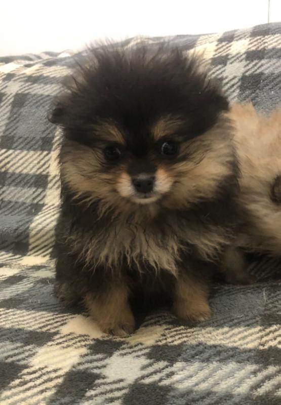 Pomerania Puppies males and Females.Text (760) 452-1721 for more info and new pics.. Image eClassifieds4u