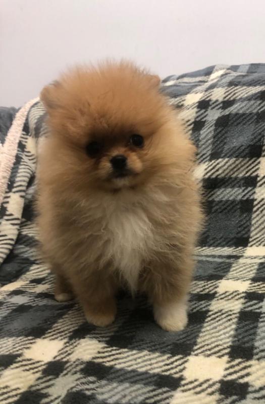 Pomerania Puppies males and Females.Text (760) 452-1721 for more info and new pics.. Image eClassifieds4u