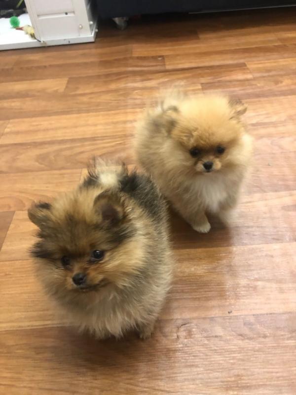 Pomerania Puppies males and Females.Text (760) 452-1721 for more info and new pics.. Image eClassifieds4u