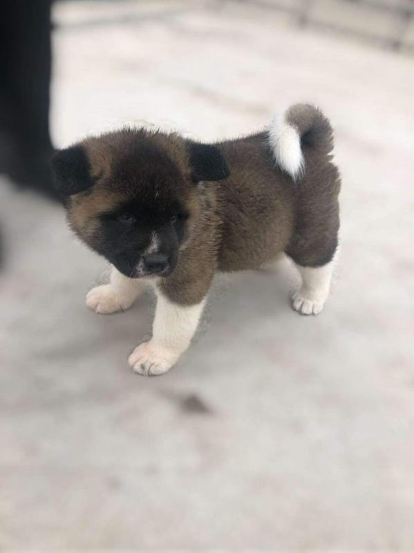 Well Trained Akita Puppies available Now.Text (760) 452-1721 for more info and new pics.. Image eClassifieds4u