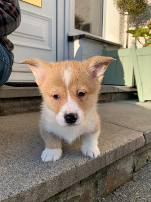 Welsh Pembroke Corgi Puppies Ready.Text (760) 452-1721 for more info and new pics.. Image eClassifieds4u