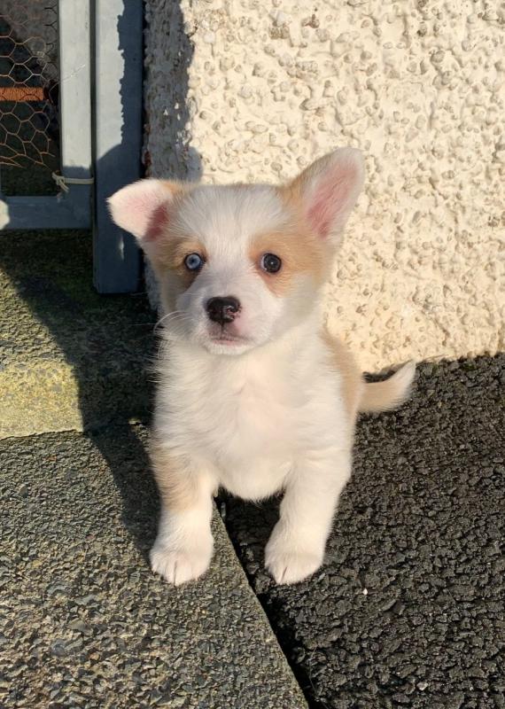 Welsh Pembroke Corgi Puppies Ready.Text (760) 452-1721 for more info and new pics.. Image eClassifieds4u
