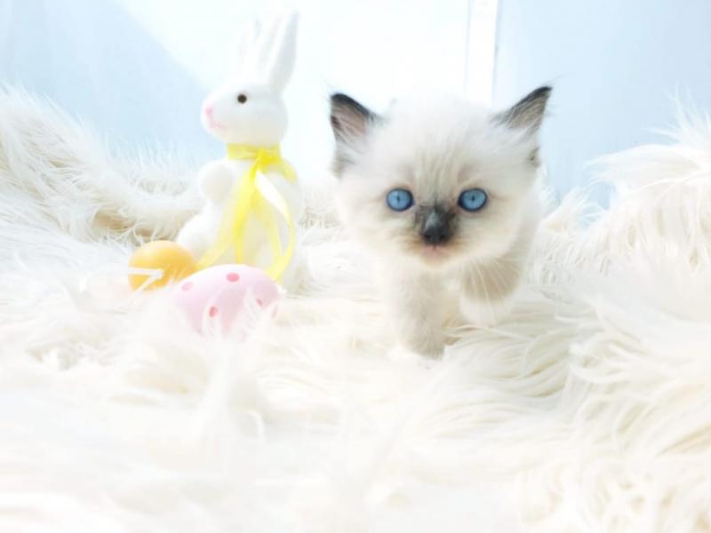 Playful cute Ragdoll Kittens male and female for Sale Image eClassifieds4u