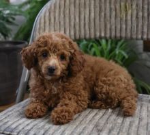 Toy Poodle Puppies