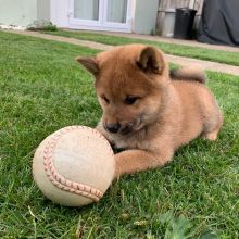 Awesome Japanese Shiba Inu puppies