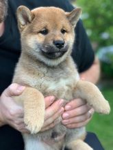 Japanese Shiba Inu puppies available