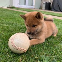 Males and Females Japanese Shiba Inu Pupp's