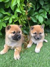 Sweet Japanese Shiba Inu Puppies